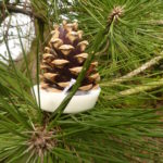 Woodland Pine Kindlecone